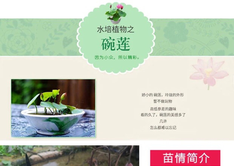 荷花碗莲微型迷你小荷花块根茎带芽苞水生观赏花卉