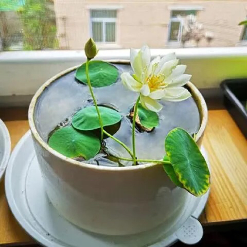 荷花碗莲微型迷你小荷花块根茎带芽苞水生观赏花卉