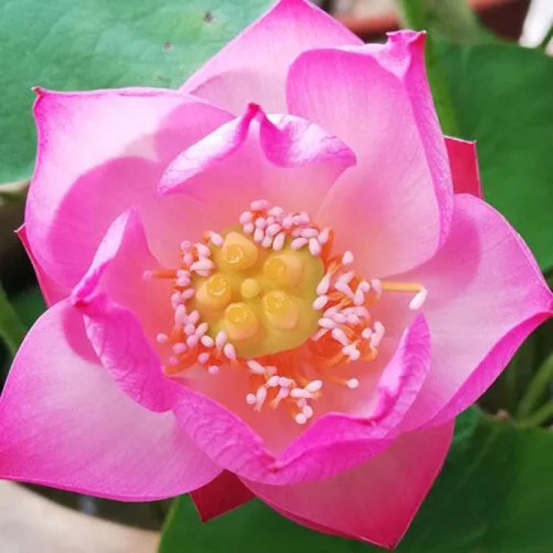 荷花碗莲微型迷你小荷花块根茎带芽苞水生观赏花卉