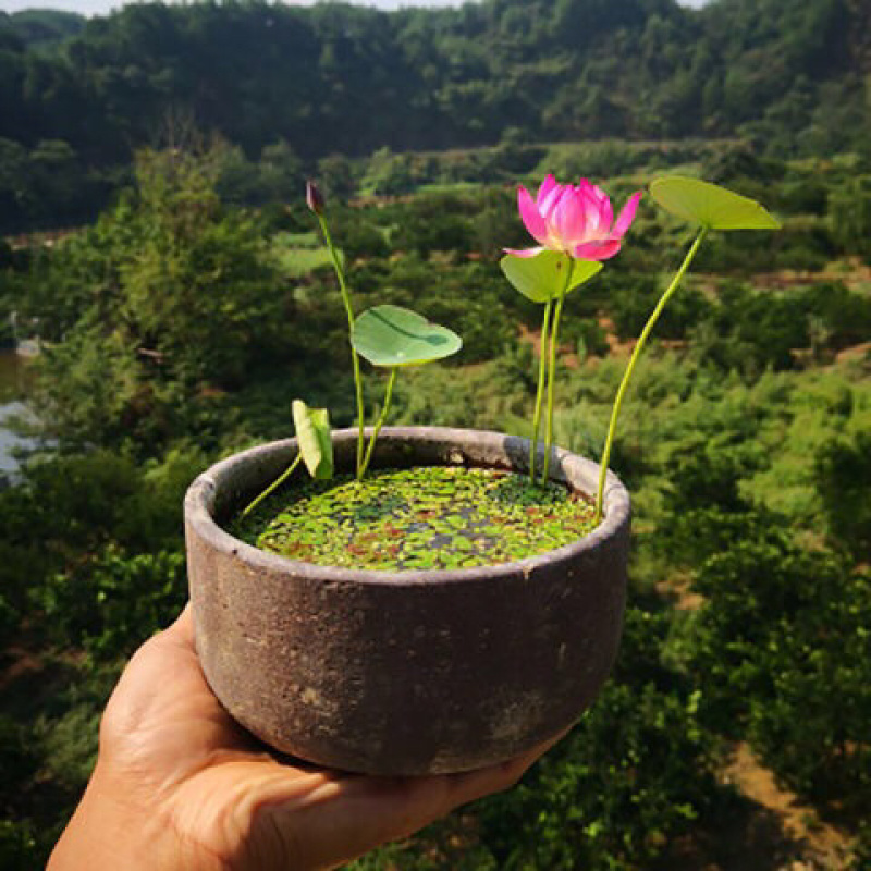 荷花碗莲微型迷你小荷花块根茎带芽苞水生观赏花卉