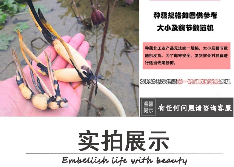 荷花碗莲微型迷你小荷花块根茎带芽苞水生观赏花卉
