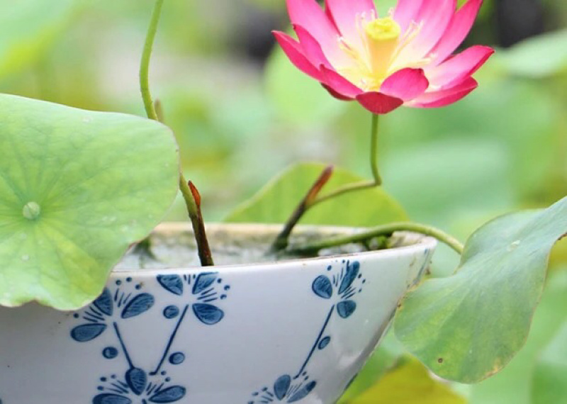 荷花碗莲微型迷你小荷花块根茎带芽苞水生观赏花卉