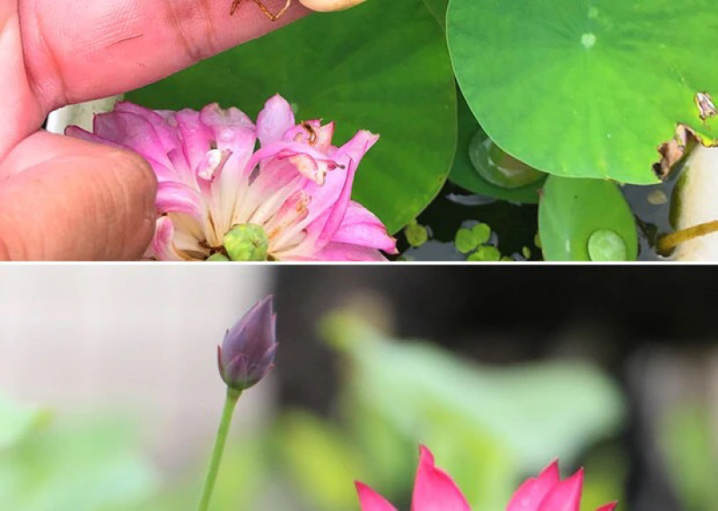 荷花碗莲微型迷你小荷花块根茎带芽苞水生观赏花卉