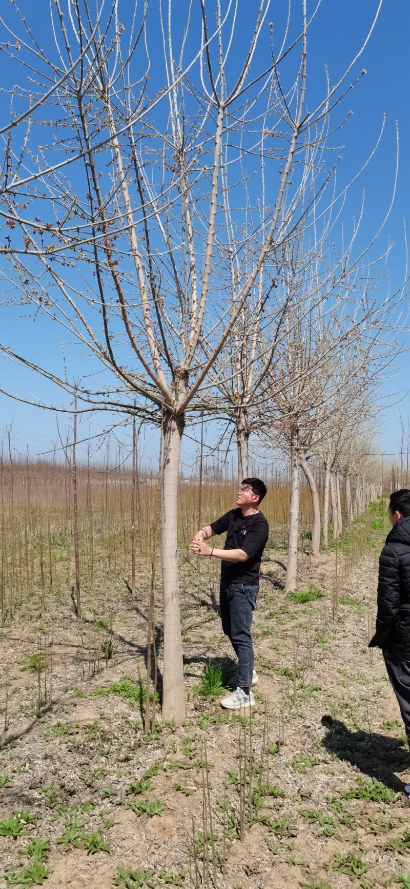 金叶复叶槭.12公分13公分【优质苗木】基地直供