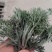 #白蒿#茵陈特菜“三月茵陈四月蒿，五月六月当柴烧”