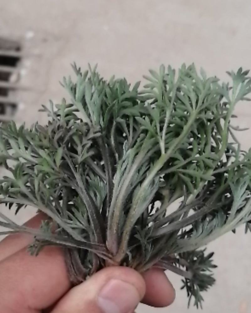 #白蒿#茵陈特菜“三月茵陈四月蒿，五月六月当柴烧”