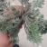 #白蒿#茵陈特菜“三月茵陈四月蒿，五月六月当柴烧”