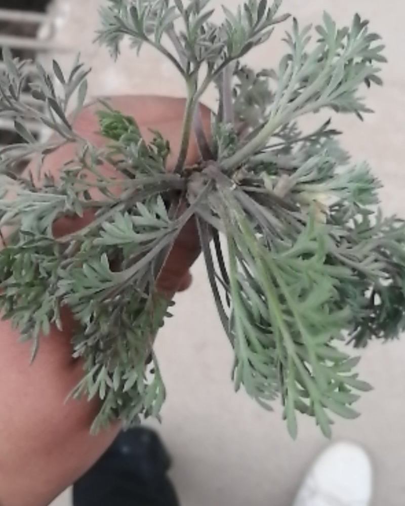 #白蒿#茵陈特菜“三月茵陈四月蒿，五月六月当柴烧”