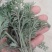 #白蒿#茵陈特菜“三月茵陈四月蒿，五月六月当柴烧”