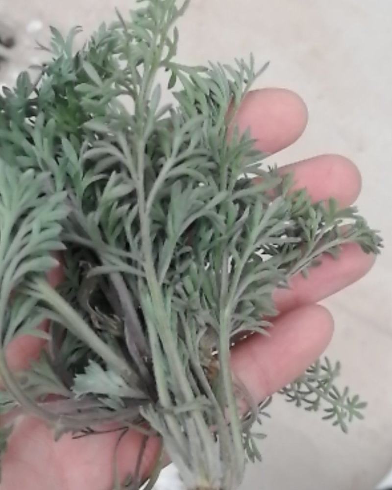 #白蒿#茵陈特菜“三月茵陈四月蒿，五月六月当柴烧”