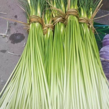 邳州白帽蒜苔大量上市了质优价廉上货快价格合适
