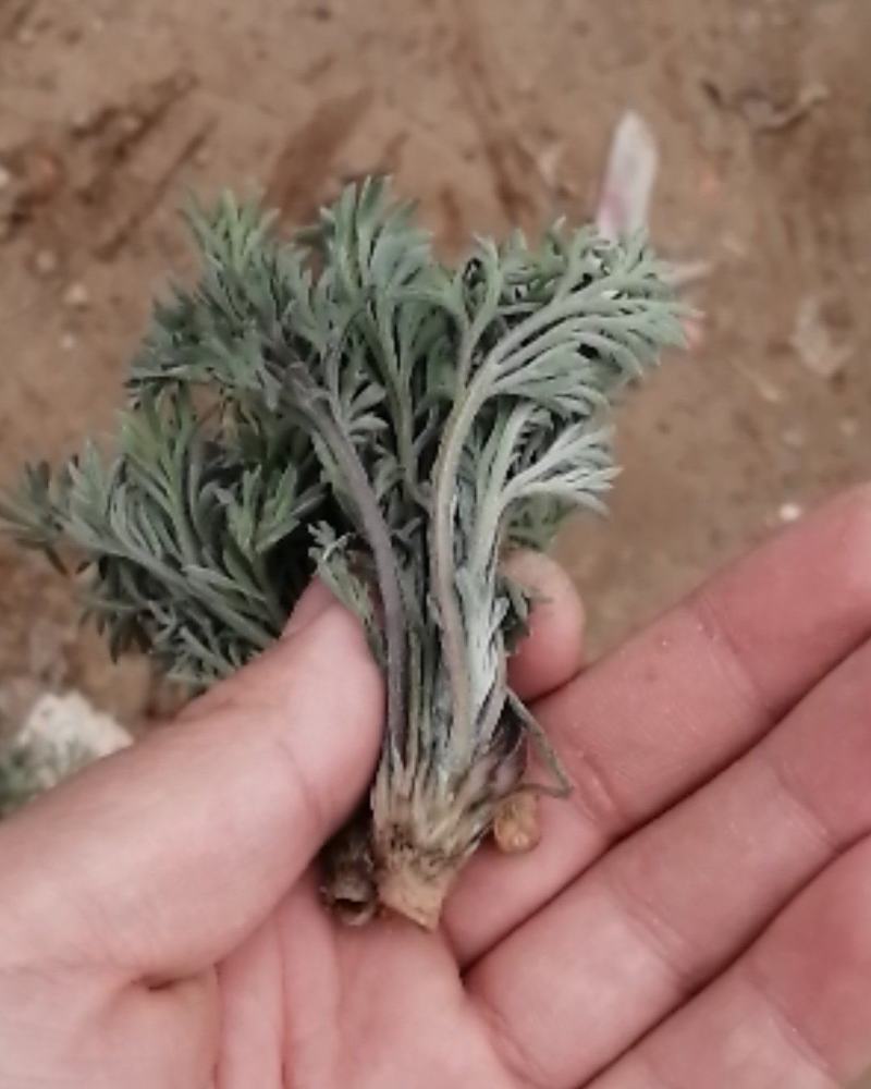 #白蒿#茵陈特菜“三月茵陈四月蒿，五月六月当柴烧”