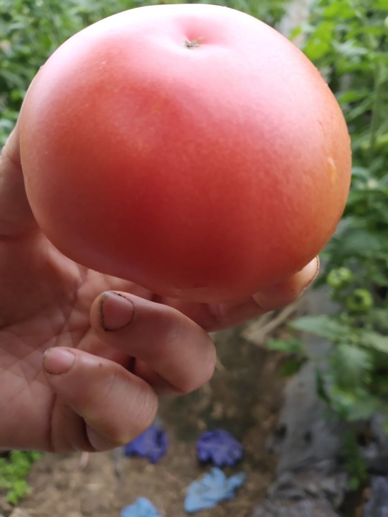 精品硬粉西红柿果形圆润光滑熊蜂授粉无空心果