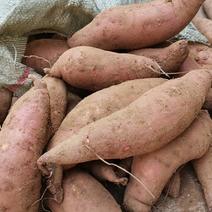 板栗香薯，济薯26，北方沙土地种植，软糯蜜甜，条形优美