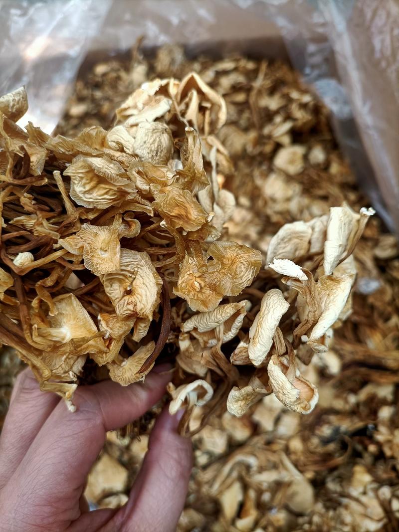 金针菇茶树菇一件30斤40斤跑江湖地摊热卖产品