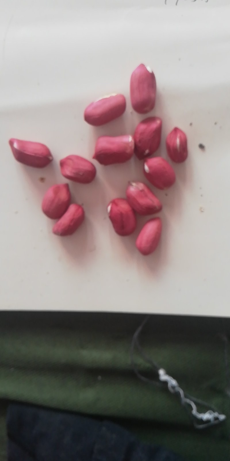 水果花生鲜食花生品种。适合生吃，以及煮熟吃口感好，出油率