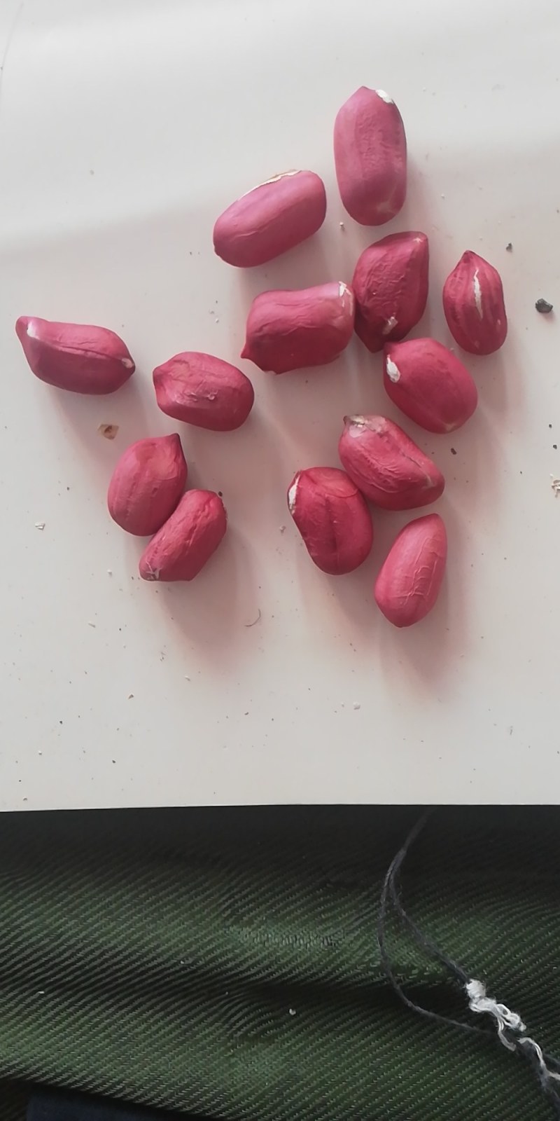 水果花生鲜食花生品种。适合生吃，以及煮熟吃口感好，出油率