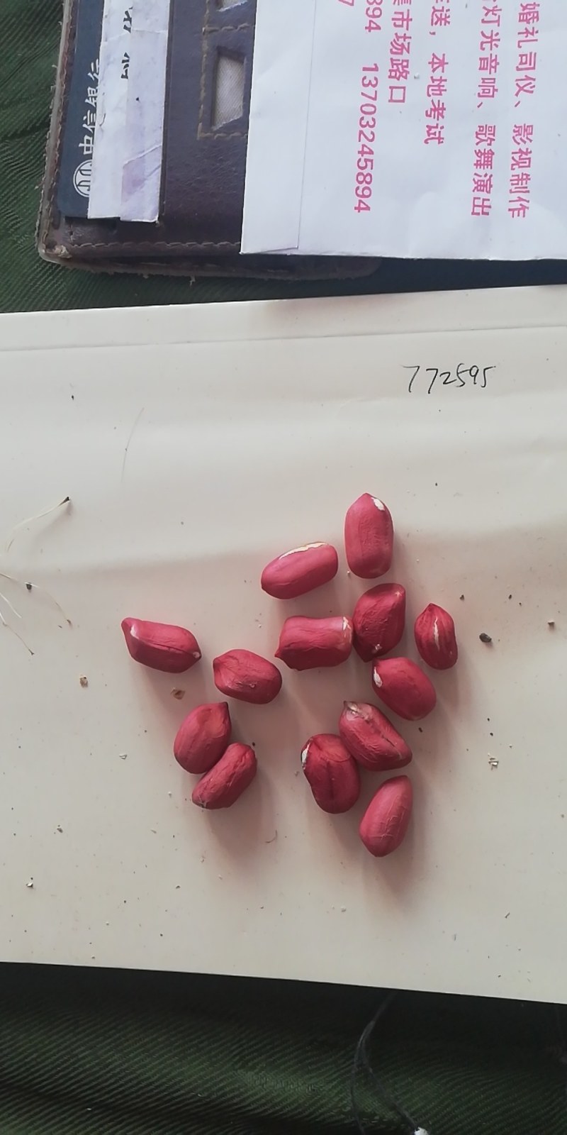 水果花生鲜食花生品种。适合生吃，以及煮熟吃口感好，出油率