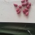 水果花生鲜食花生品种。适合生吃，以及煮熟吃口感好，出油率