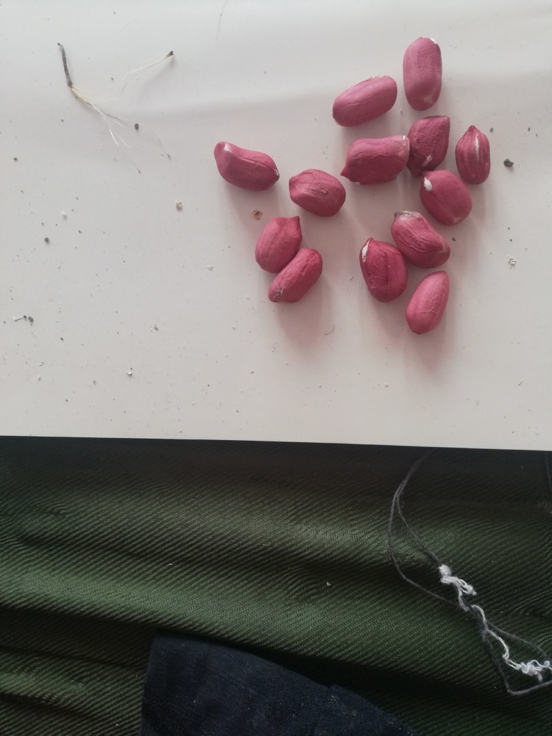 水果花生鲜食花生品种。适合生吃，以及煮熟吃口感好，出油率