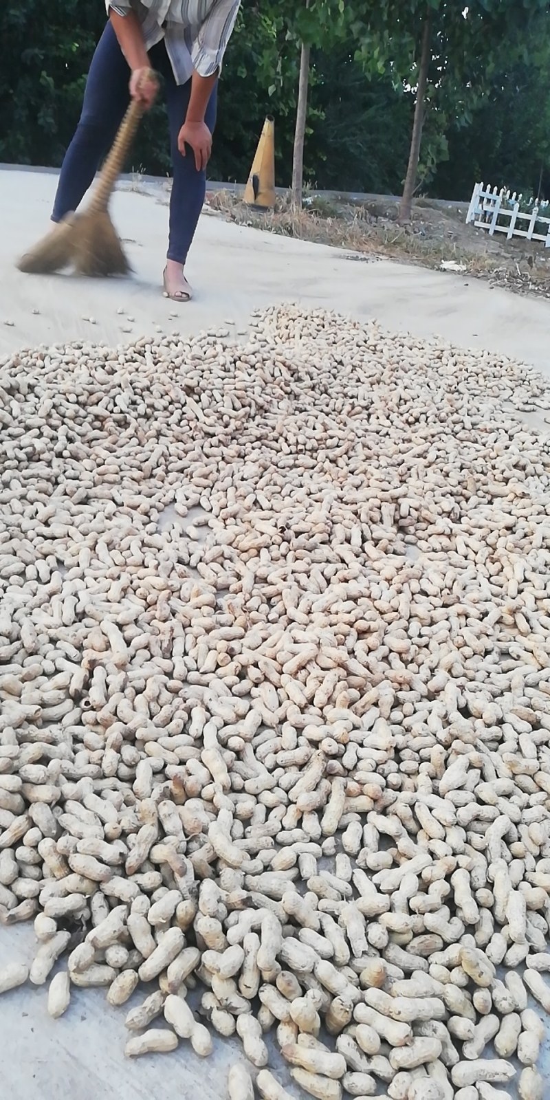 水果花生鲜食花生品种。适合生吃，以及煮熟吃口感好，出油率