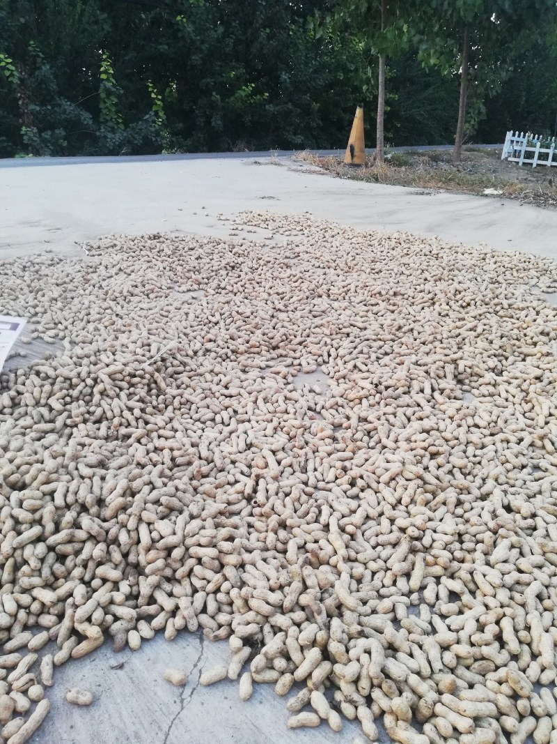 水果花生鲜食花生品种。适合生吃，以及煮熟吃口感好，出油率