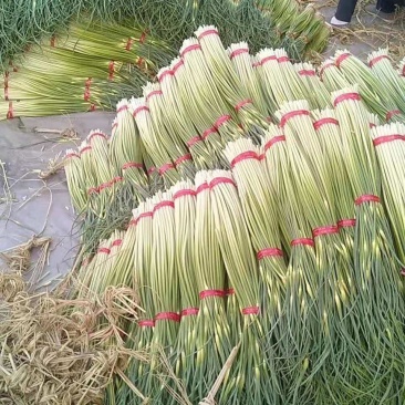 邳州白帽蒜苔上市了质优价廉上货快欢迎全国采购商来采