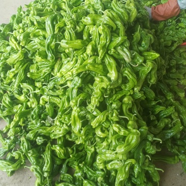 精品黄心大白菜大量上市