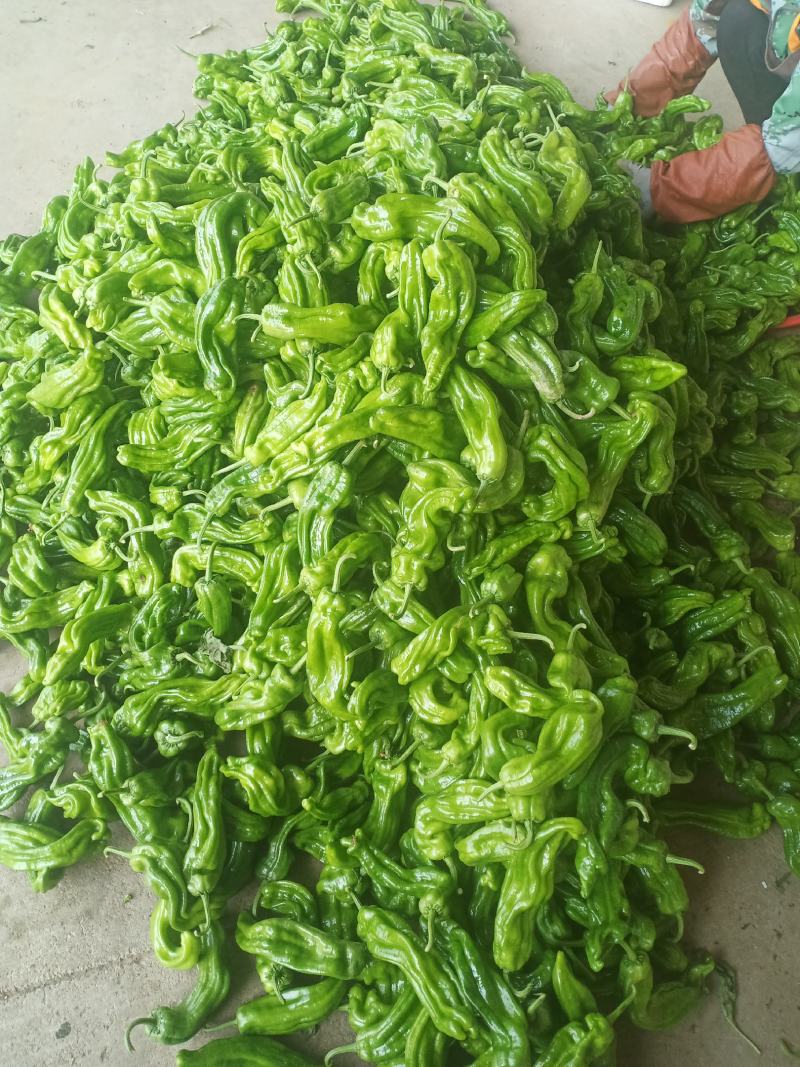 精品黄心大白菜大量上市