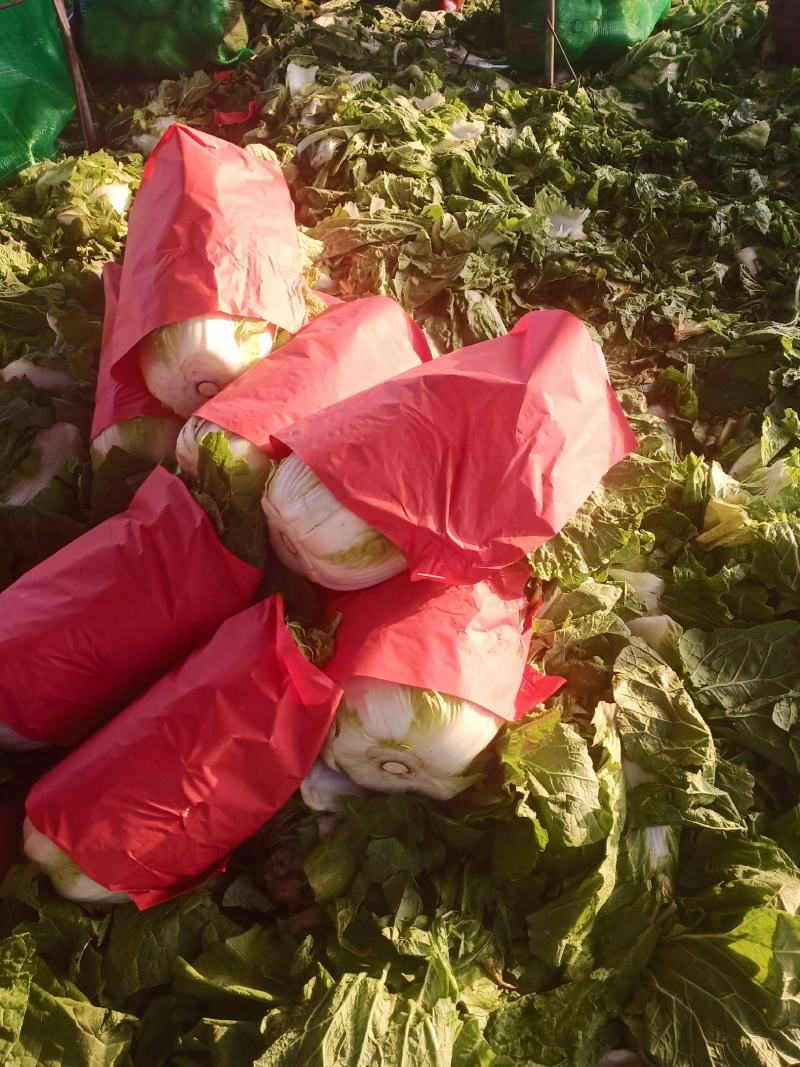 精品黄心大白菜大量上市