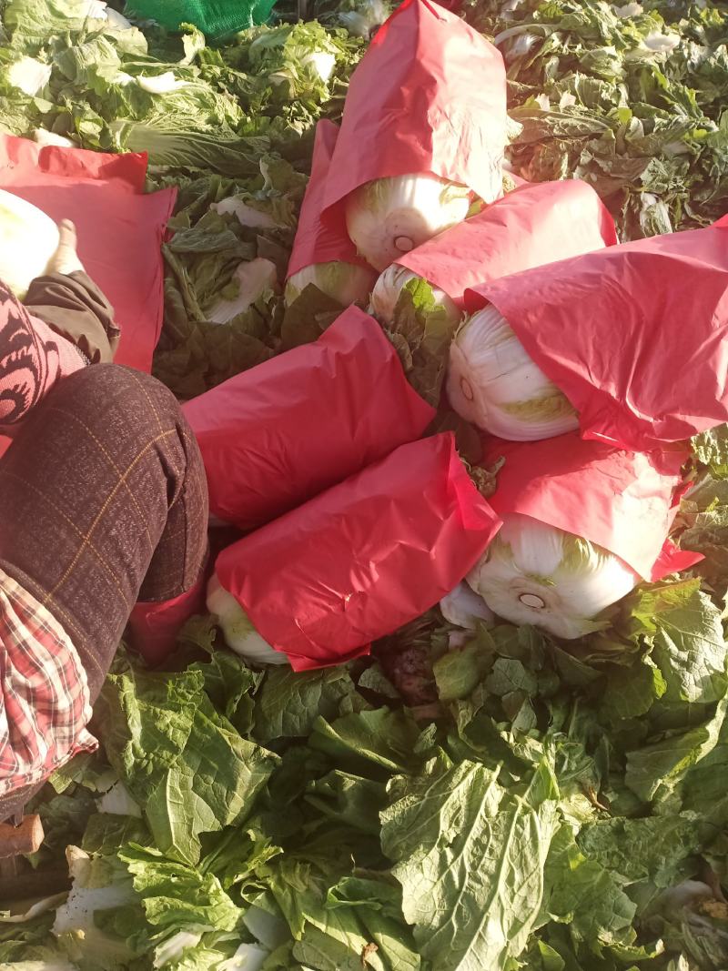 精品黄心大白菜大量上市