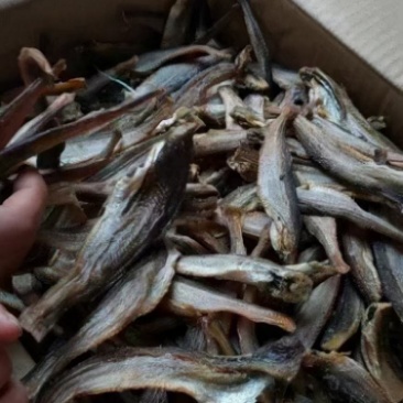 深海小龙鱼干鲅鱼干整件批发地摊经济整件批发6成干鱼干