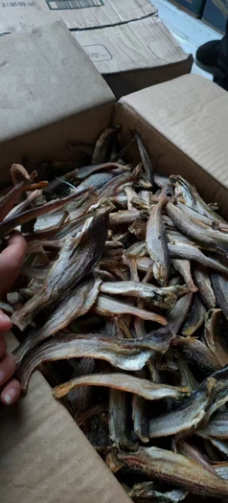 深海小龙鱼干鲅鱼干整件批发地摊经济整件批发6成干鱼干