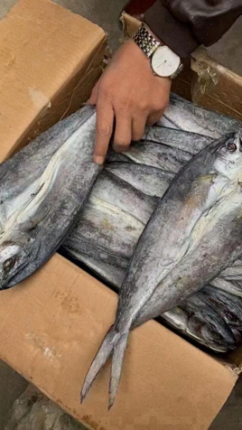 深海小龙鱼干鲅鱼干整件批发地摊经济整件批发6成干鱼干