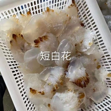 大量到货，菊花海蜇头、红蛰头、白花叶片海蜇头、蛰丝……