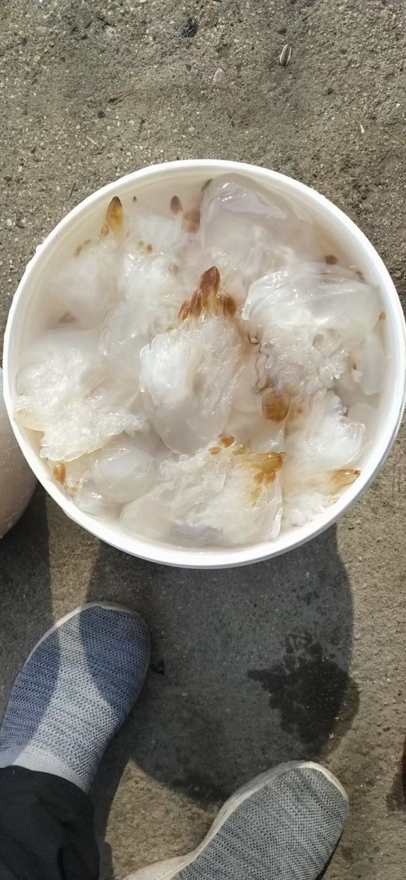 大量到货，菊花海蜇头、红蛰头、白花叶片海蜇头、蛰丝……