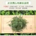 云天裕新茶叶绿茶黄山毛峰散装毛尖高山云雾春茶安徽特产包邮