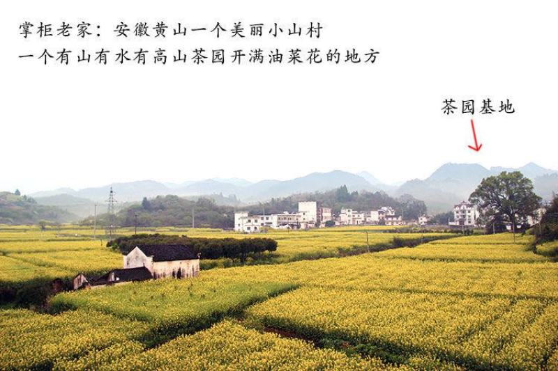 云天裕新茶叶绿茶黄山毛峰散装毛尖高山云雾春茶安徽特产包邮