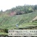 云天裕新茶叶绿茶黄山毛峰散装毛尖高山云雾春茶安徽特产包邮