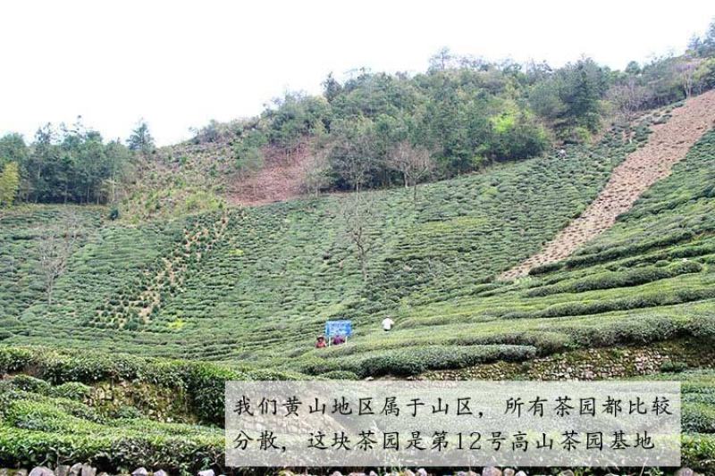 云天裕新茶叶绿茶黄山毛峰散装毛尖高山云雾春茶安徽特产包邮