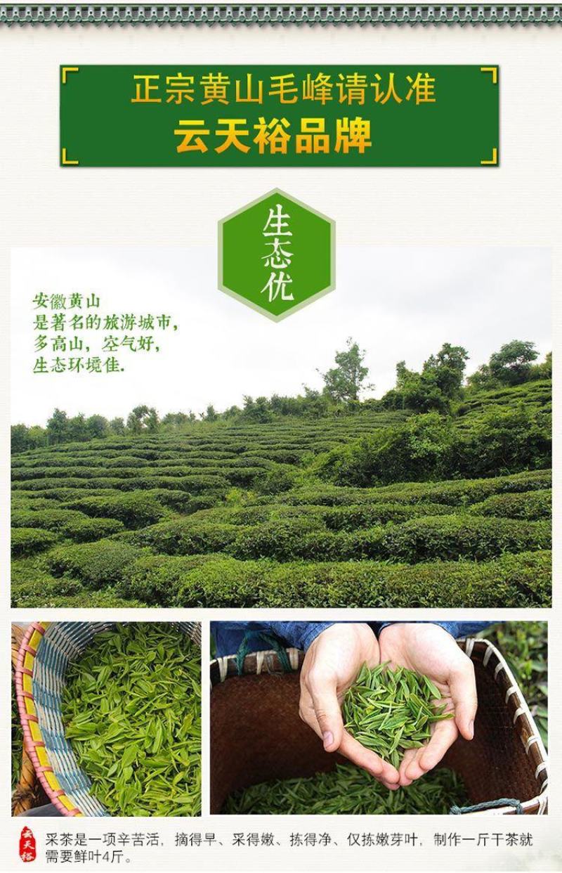 云天裕新茶叶绿茶黄山毛峰散装毛尖高山云雾春茶安徽特产包邮