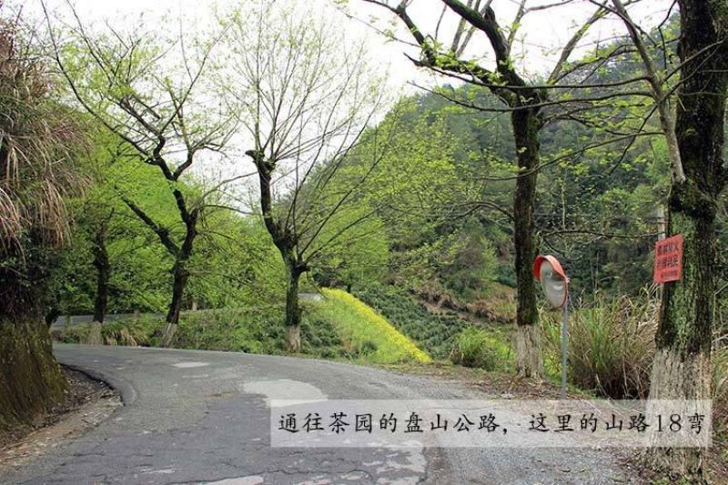 云天裕新茶叶绿茶黄山毛峰散装毛尖高山云雾春茶安徽特产包邮