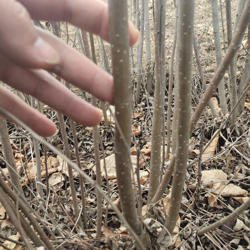 花楸苗，基地批发百花花楸苗和水榆花楸苗，质量好，价格实惠