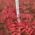 花楸苗，基地批发百花花楸苗和水榆花楸苗，质量好，价格实惠