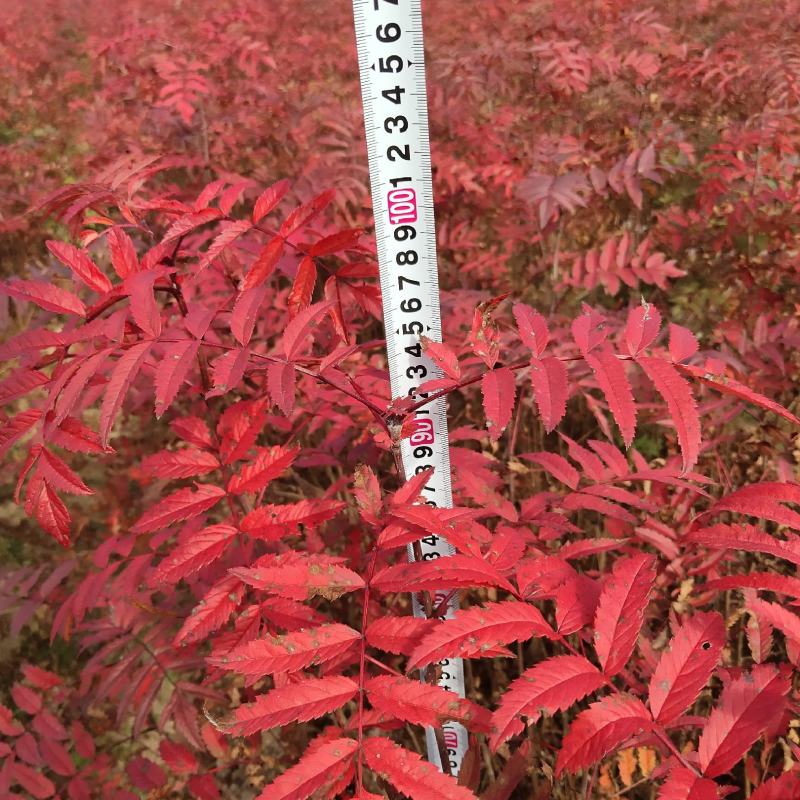 花楸苗，基地批发百花花楸苗和水榆花楸苗，质量好，价格实惠
