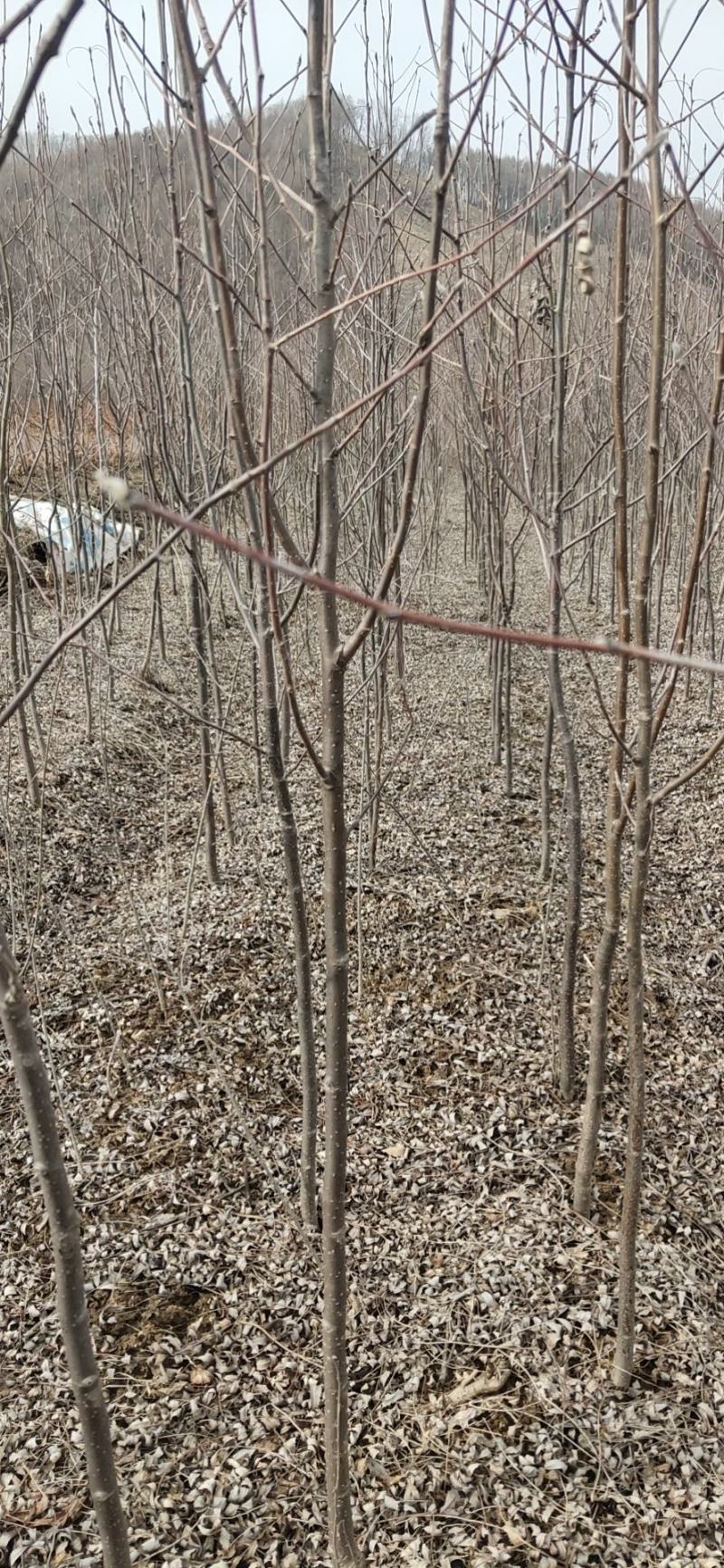 花楸苗，基地批发百花花楸苗和水榆花楸苗，质量好，价格实惠
