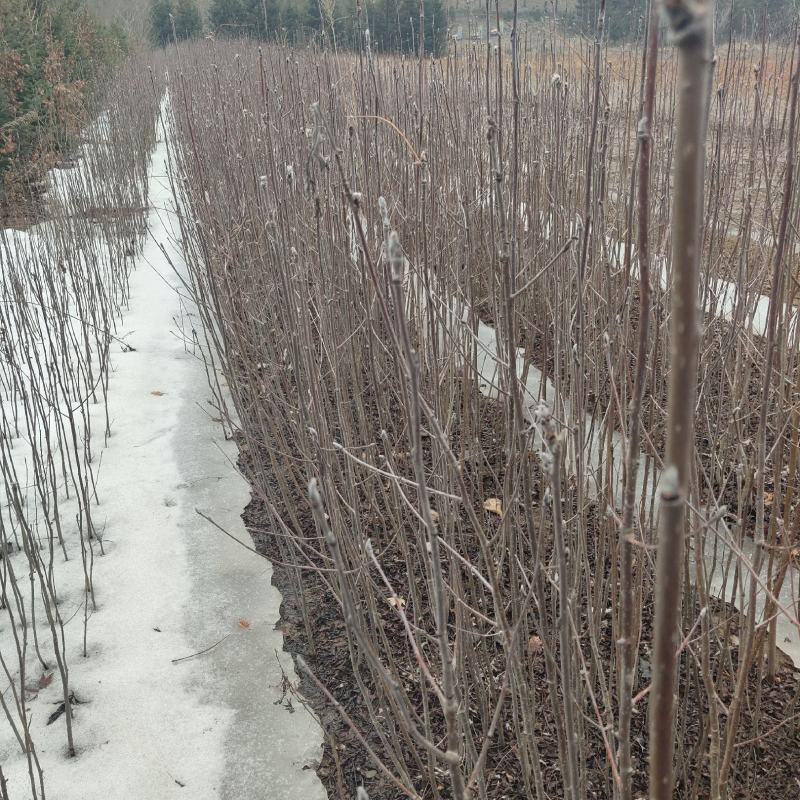 花楸苗，基地批发百花花楸苗和水榆花楸苗，质量好，价格实惠