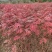 花楸苗，基地批发百花花楸苗和水榆花楸苗，质量好，价格实惠