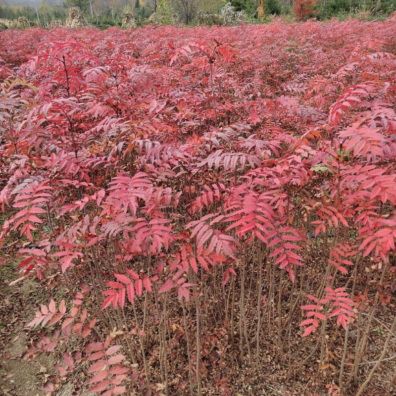 花楸苗，基地批发百花花楸苗和水榆花楸苗，质量好，价格实惠