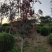 花楸苗，基地批发百花花楸苗和水榆花楸苗，质量好，价格实惠